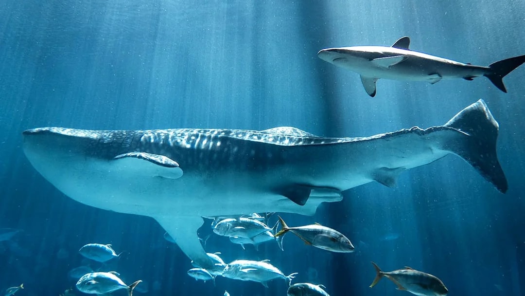 Whale shark swimming with fish at Georgia Aquarium.