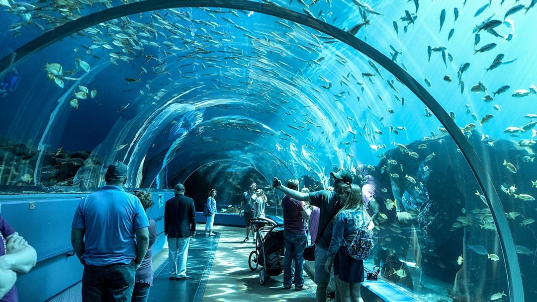 Visitors walking through an underwater tunnel at Georgia Aquarium.