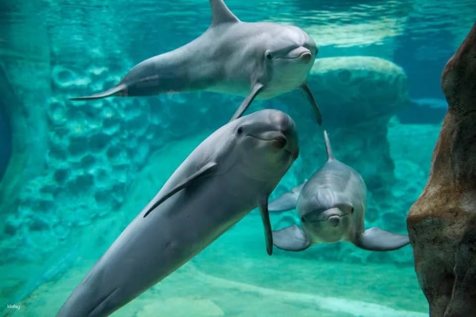 Georgia Aquarium Ticket | Atlanta