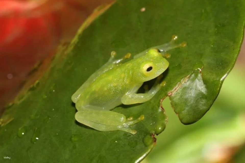 Get as much as JP¥200 off ! | KawaZoo Frog House Admission Ticket / Mutual Admission Ticket | Shizuoka, Japan