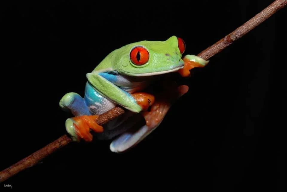 Get as much as JP¥200 off ! | KawaZoo Frog House Admission Ticket / Mutual Admission Ticket | Shizuoka, Japan