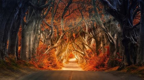 Belfast day tour to Giant's Causeway and The Dark Hedges - visit Game of Thrones filming locations