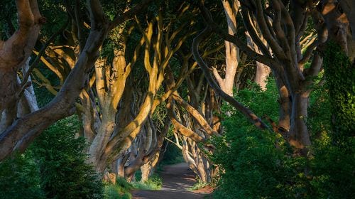 Belfast day tour to Giant's Causeway and The Dark Hedges - visit Game of Thrones filming locations