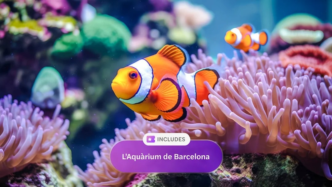 Clownfish swimming among anemones at L'Aquarium de Barcelona.