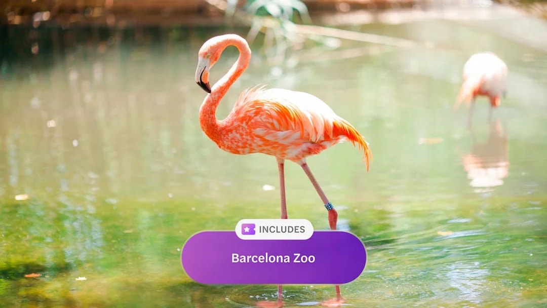 Pink flamingo standing in water at Barcelona Zoo, Spain.