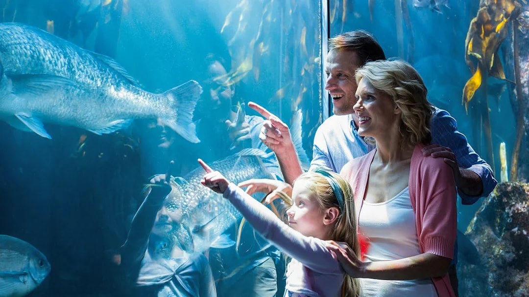 Family observing fish at Shedd Aquarium, Chicago.
