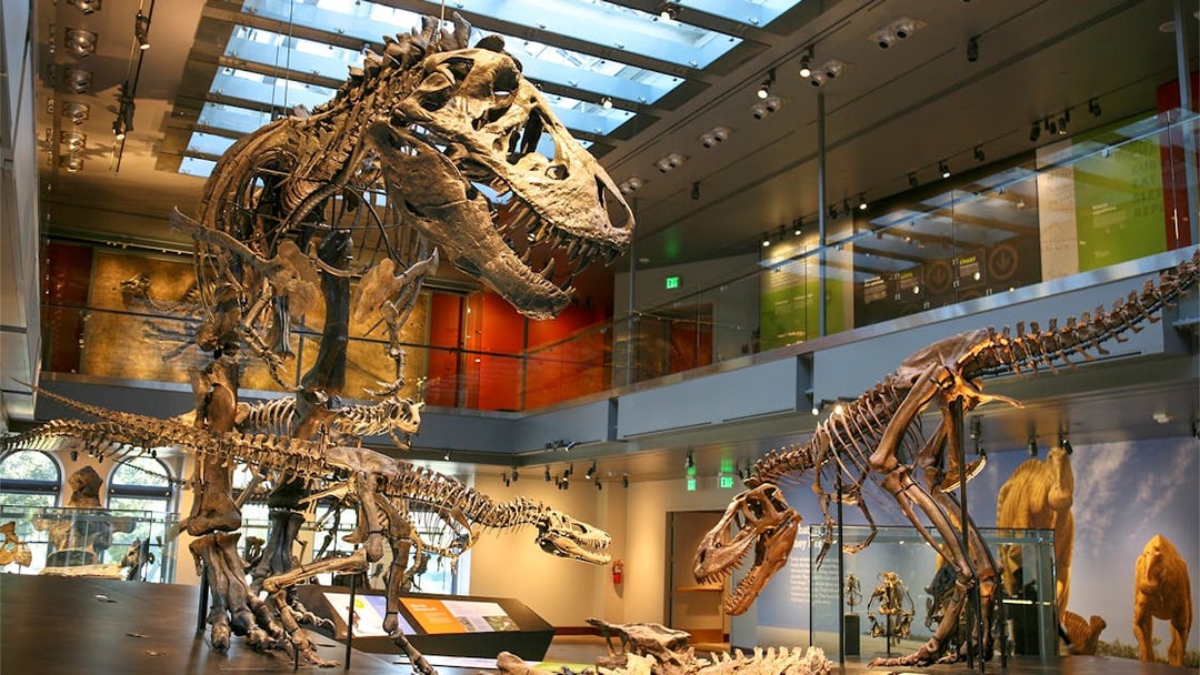 Dinosaur skeletons on display at the Natural History Museum of Los Angeles.