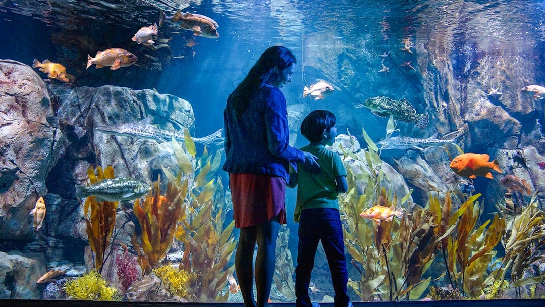 Visitors observing marine life at an aquarium in Los Angeles, part of Los Angeles Explorer Pass.