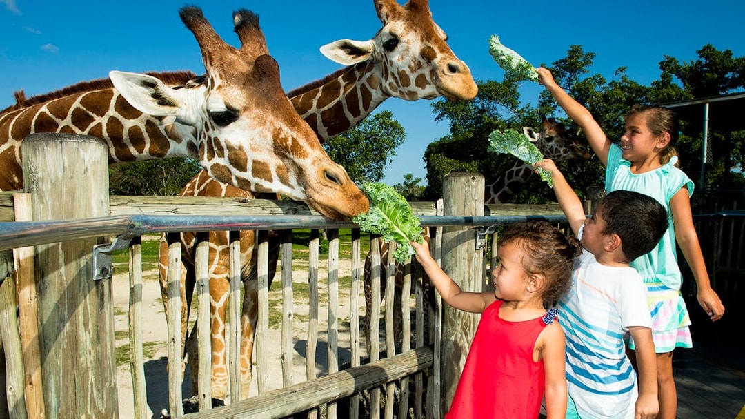 Children feeding giraffes at Miami Zoo.