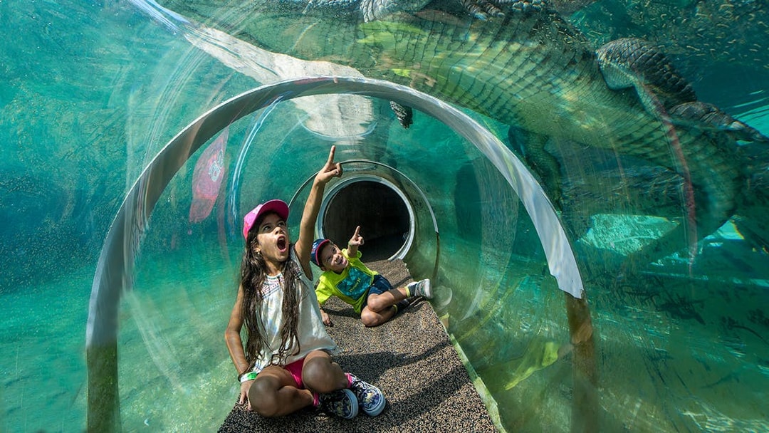 Children in a clear tunnel observe a crocodile swimming above at Miami zoo.