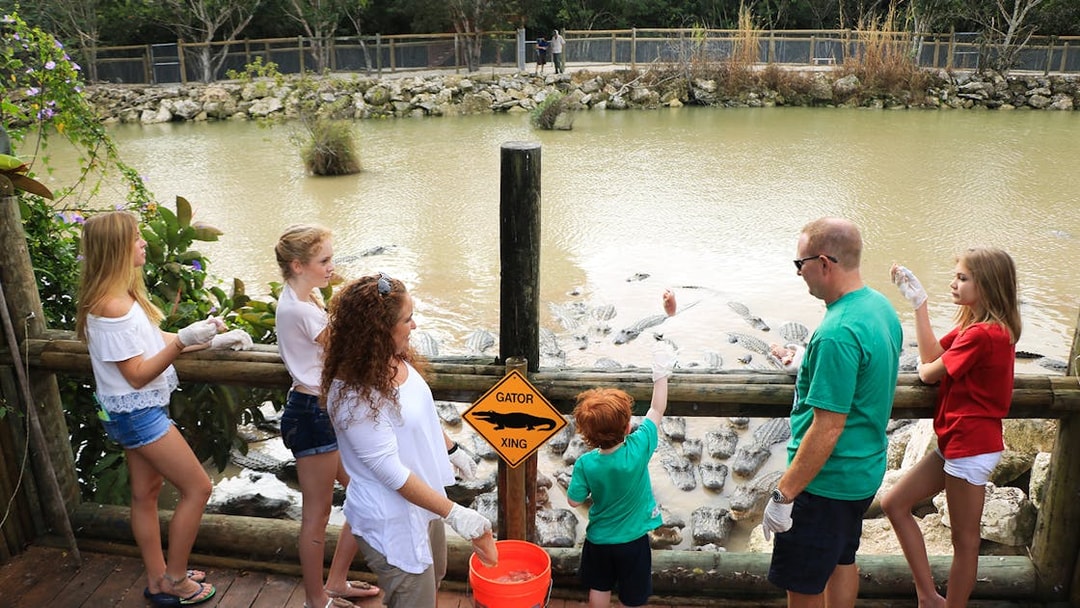 Visitors feeding alligators at Everglades Alligator Park.