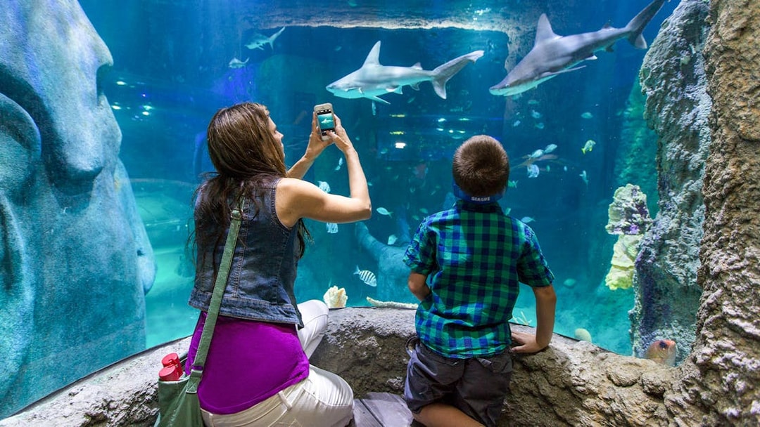 Visitors observing sharks at an aquarium in Orlando with the Explorer Pass.