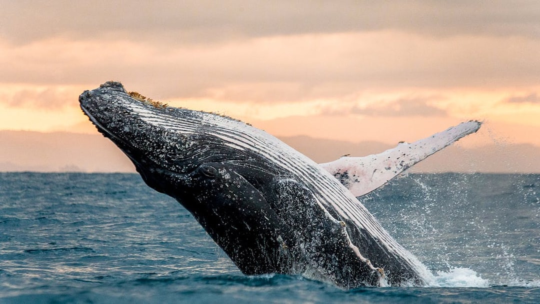 Whale breaching in the ocean at sunset, San Diego.
