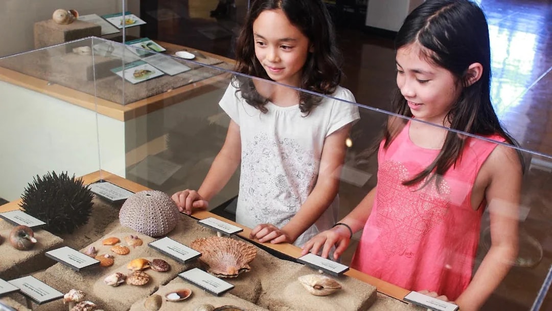 Children observing sea shell exhibit at San Diego museum.