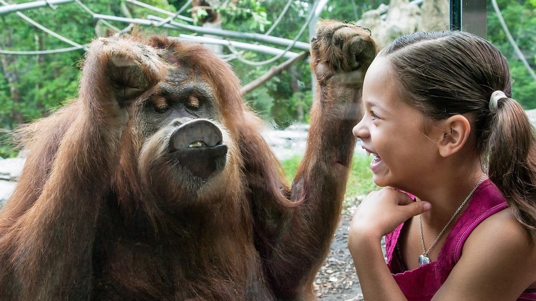 Orangutan interacting with a smiling child at San Diego Zoo, part of Go City Explorer Pass.