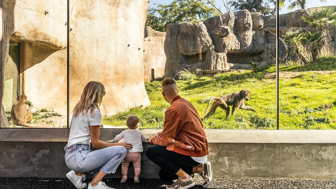 Family observing baboons at San Diego Zoo through glass enclosure.