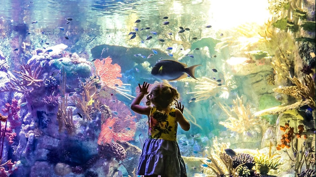 Child watching fish and coral at an aquarium in San Diego.