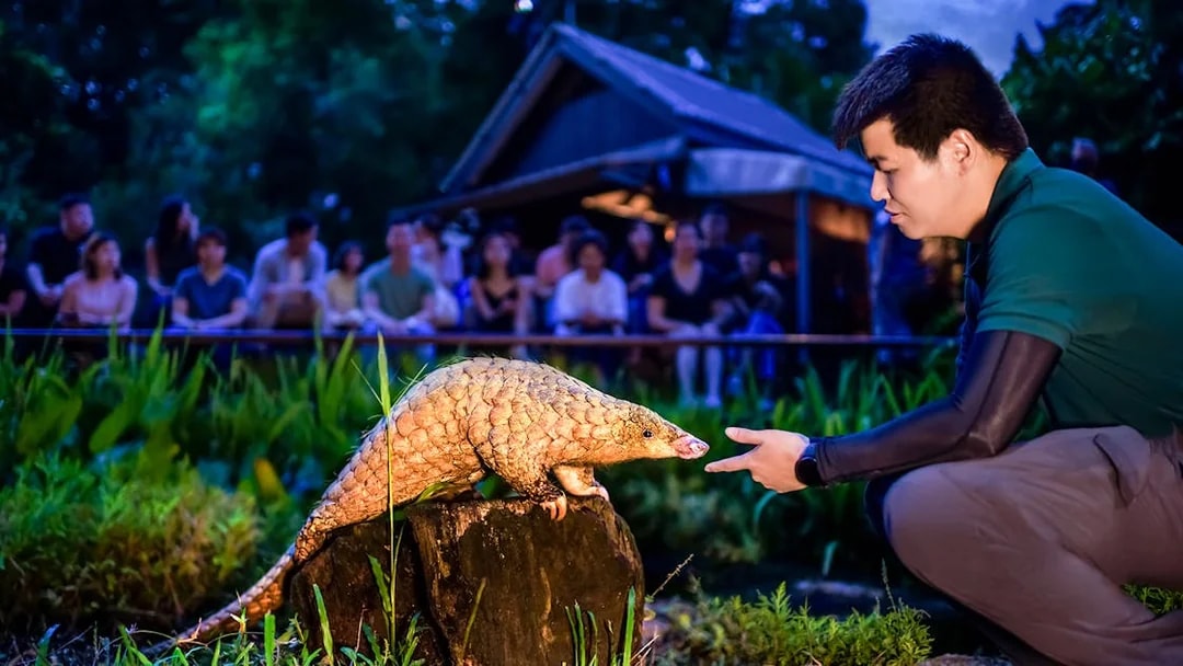 Handler interacting with a pangolin during the night show at Singapore Night Safari.