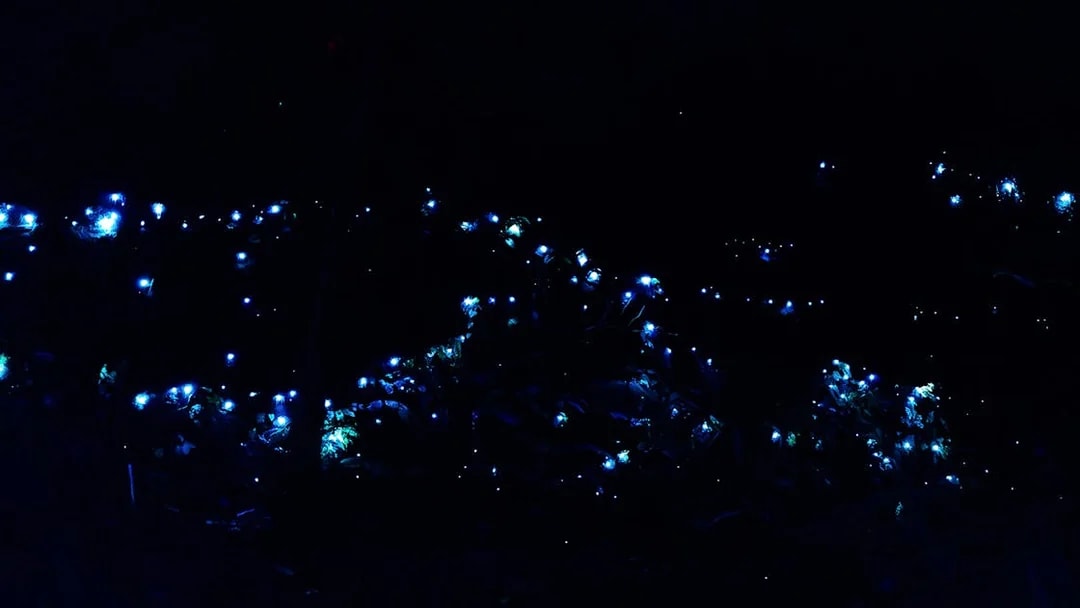 Glow worms illuminating a dark rainforest during an evening tour.