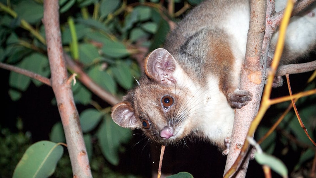 Possum in a tree during the Evening Rainforest & Glow Worm Experience.