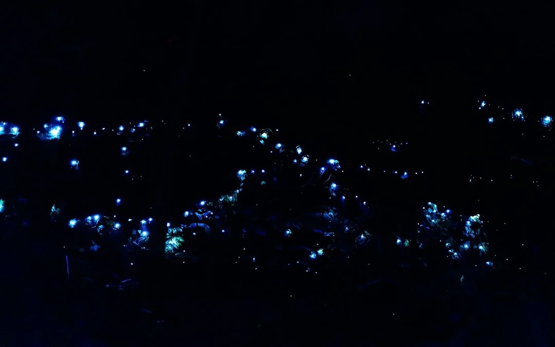 Gold Coast: Mt Tamborine Rainforest Night Walk with Glow Worms & Waterfall Image 7