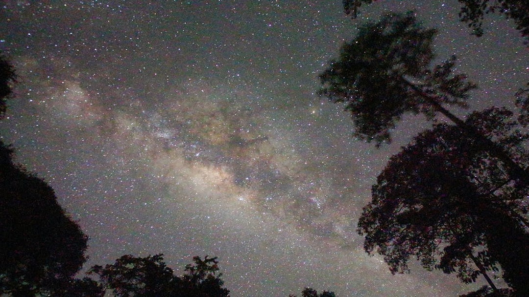 Starry night sky over rainforest trees during Evening Rainforest & Glow Worm Experience.