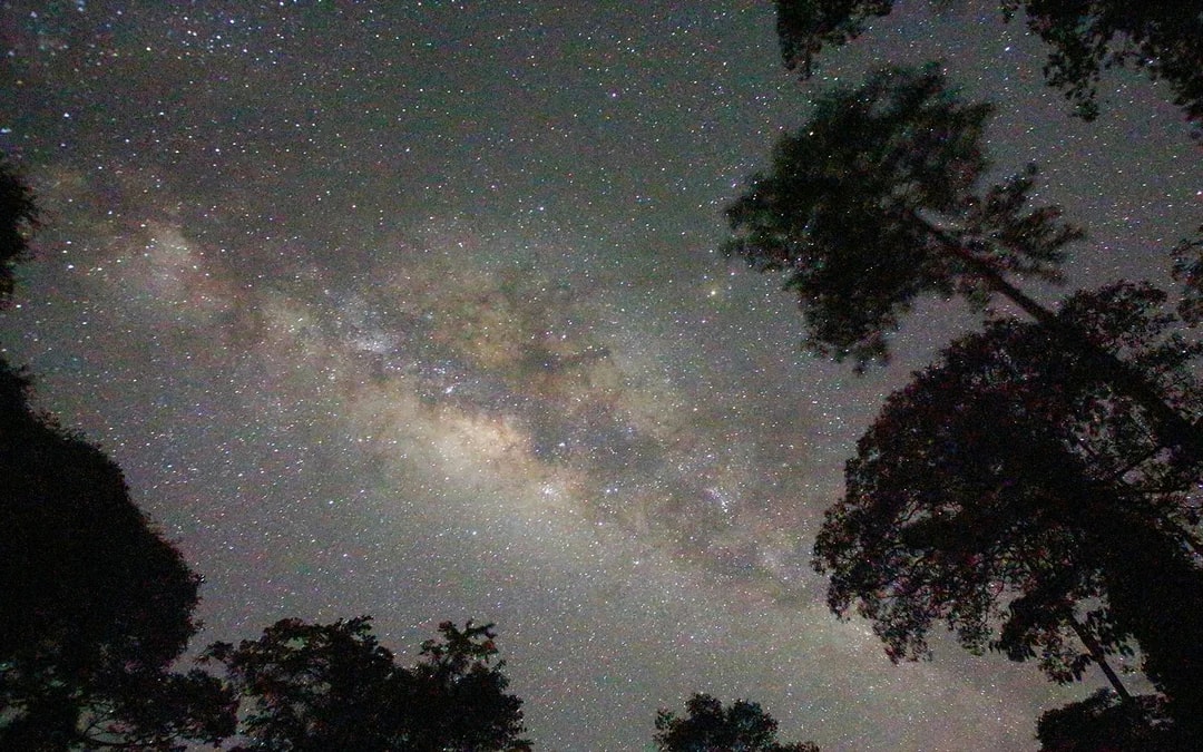 Gold Coast: Mt Tamborine Rainforest Night Walk with Glow Worms & Waterfall Image 9