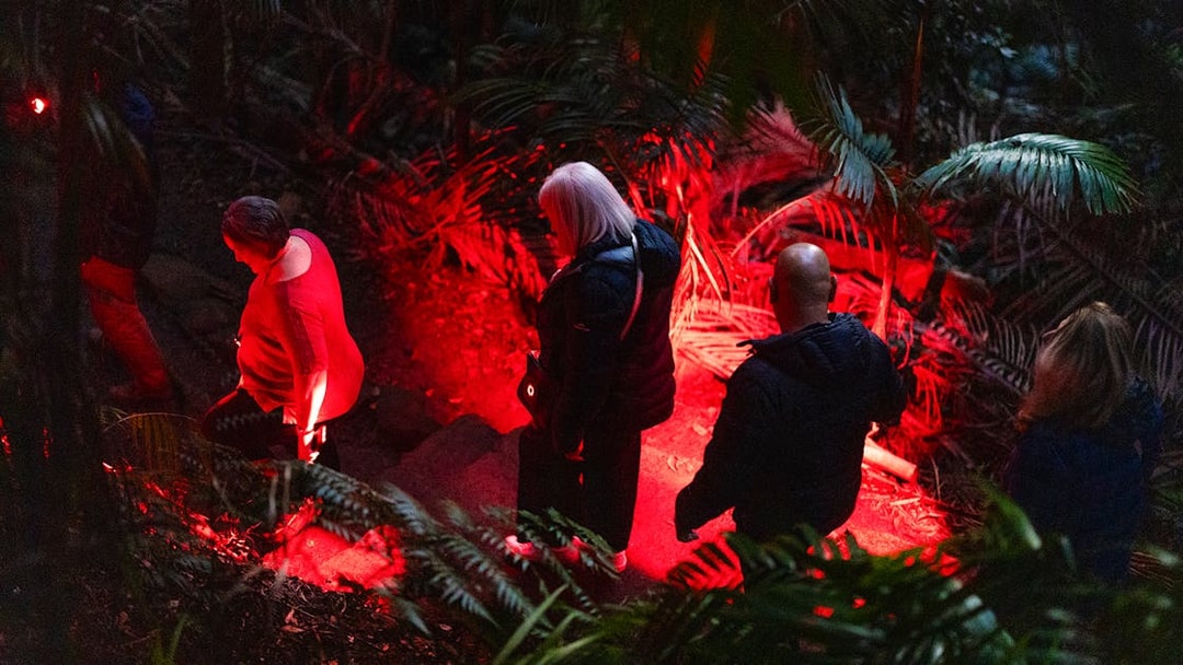 Visitors exploring rainforest path under red light during glow worm tour.
