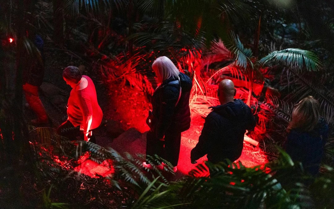 Gold Coast: Mt Tamborine Rainforest Night Walk with Glow Worms & Waterfall Image 3