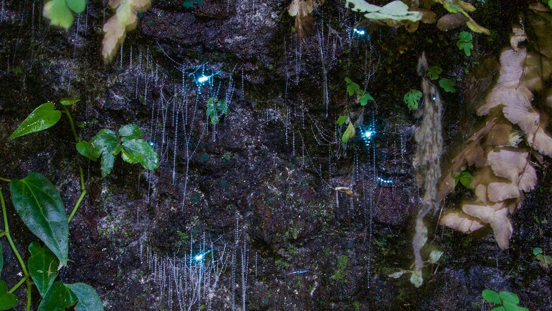 Glow worms illuminating a rainforest wall during the Evening Rainforest & Glow Worm Experience.