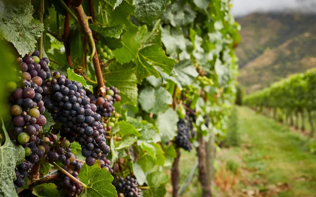 Gourmet Food and Wine Tour From Queenstown Image 6