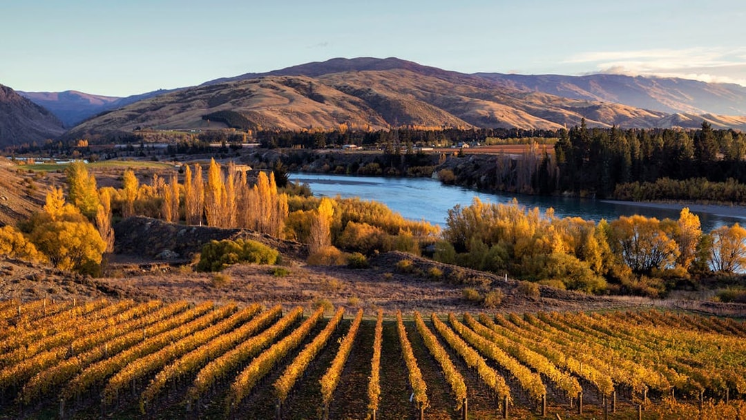 Vineyard landscape near Queenstown with autumn foliage and river.