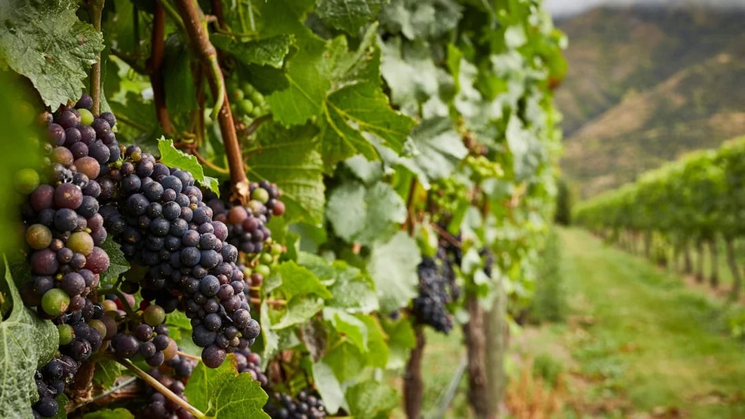Vineyard with ripe grapes on a Gourmet Food and Wine Tour from Queenstown.