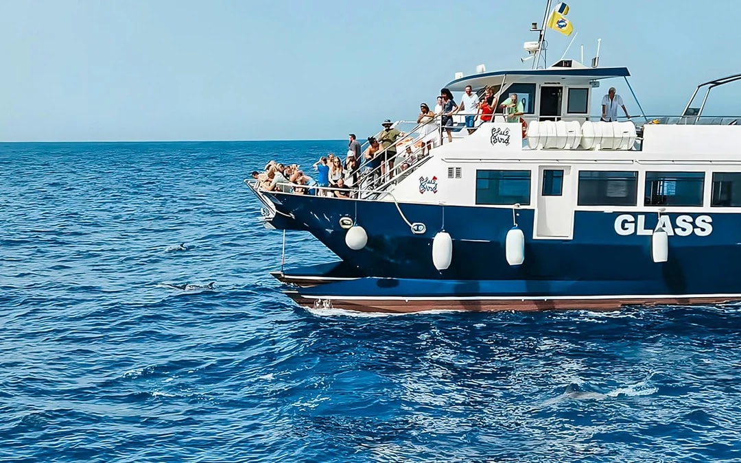 Gran Canaria: Dolphin & Whale Watching Cruise with Glass Bottom & Snorkeling Image 8