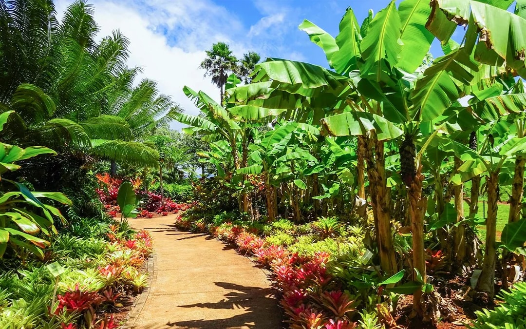 Haleiwa & Dole Plantation Express Half-Day Tour Image 6