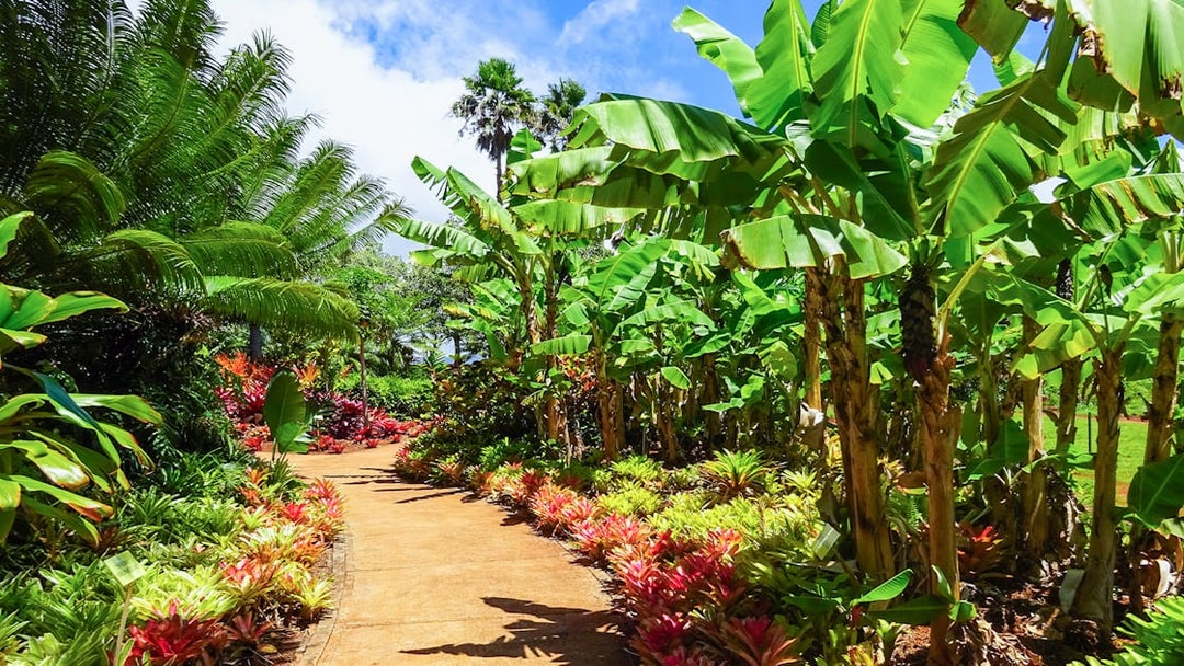 Pathway through tropical garden with banana trees on Grand Circle Island Oahu Half-Day Tour.