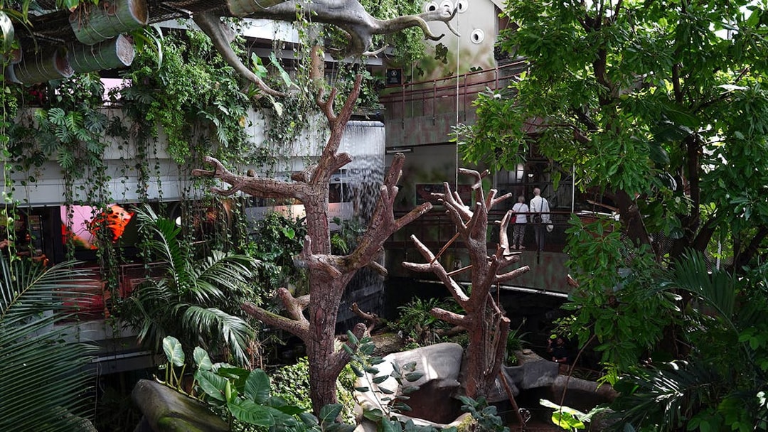 Visitors walking through the Green Planet Dubai indoor rainforest surrounded by diverse plants and wildlife.