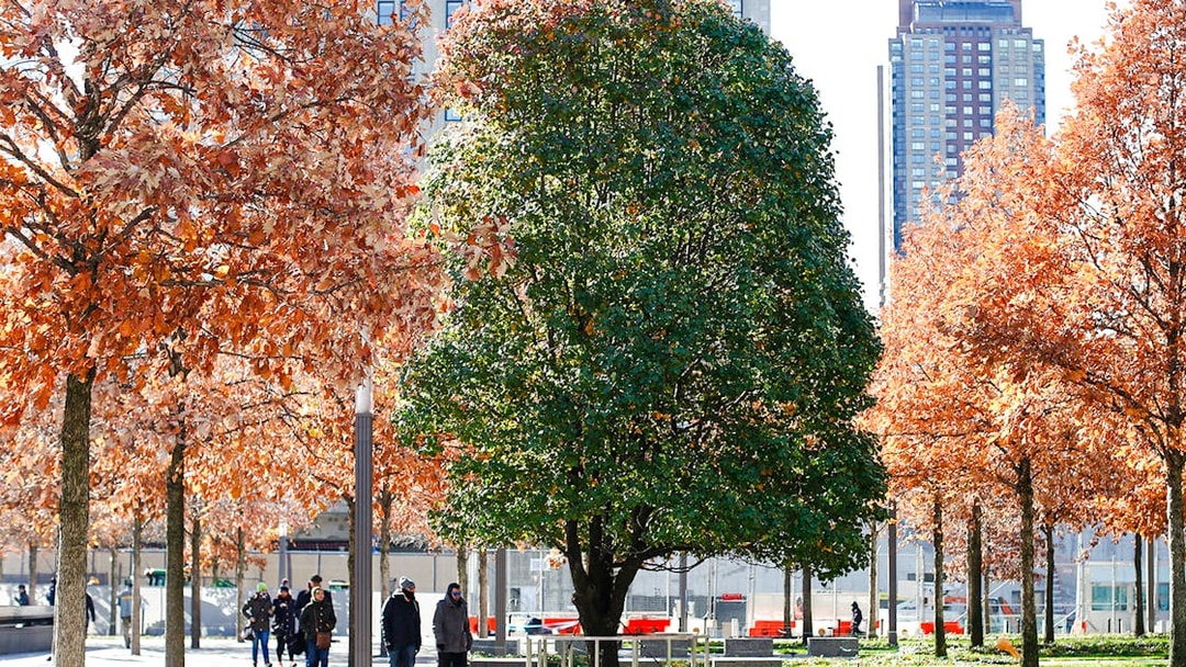 Survivor Tree at the 9/11 Memorial in New York City with autumn foliage.