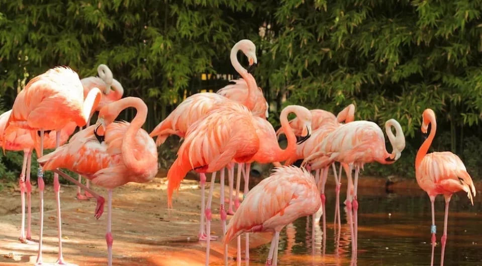 Guangzhou Chimelong Bird Park Tickets - Exclusive Offer: Free AIRSIM Global Data Card