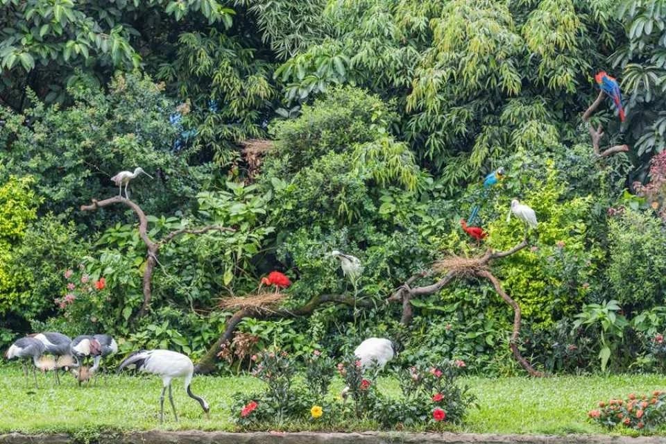 Guangzhou Chimelong Bird Park Tickets | Exclusive Offer: Free AIRSIM Global Data Card