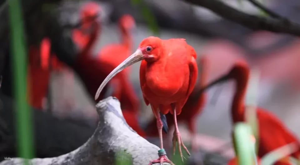Guangzhou Chimelong Bird Park Tickets | Exclusive Offer: Free AIRSIM Global Data Card