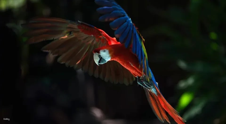 Guangzhou Chimelong Bird Park Tickets | Exclusive Offer: Free AIRSIM Global Data Card