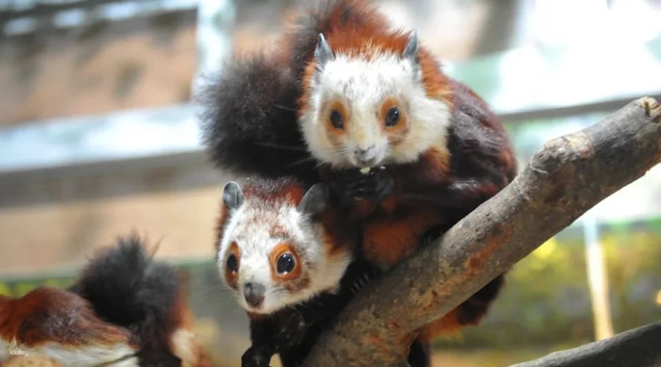 Guangzhou Chimelong Bird Park Tickets | Exclusive Offer: Free AIRSIM Global Data Card