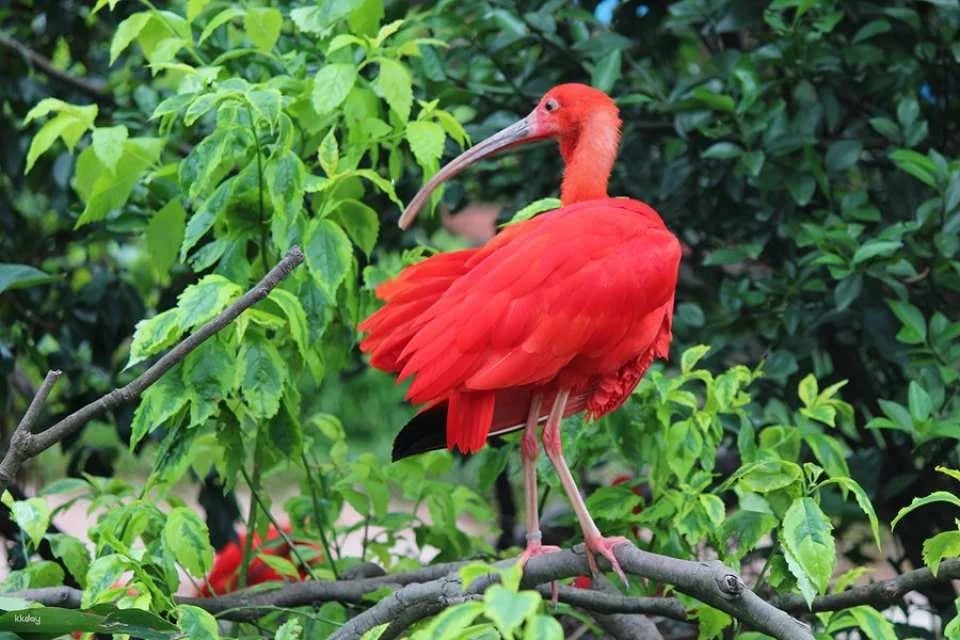 Guangzhou Chimelong Bird Park Tickets | Exclusive Offer: Free AIRSIM Global Data Card