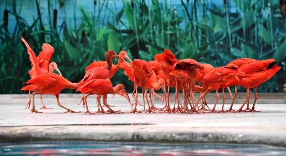 Guangzhou Chimelong Bird Park Tickets | Exclusive Offer: Free AIRSIM Global Data Card