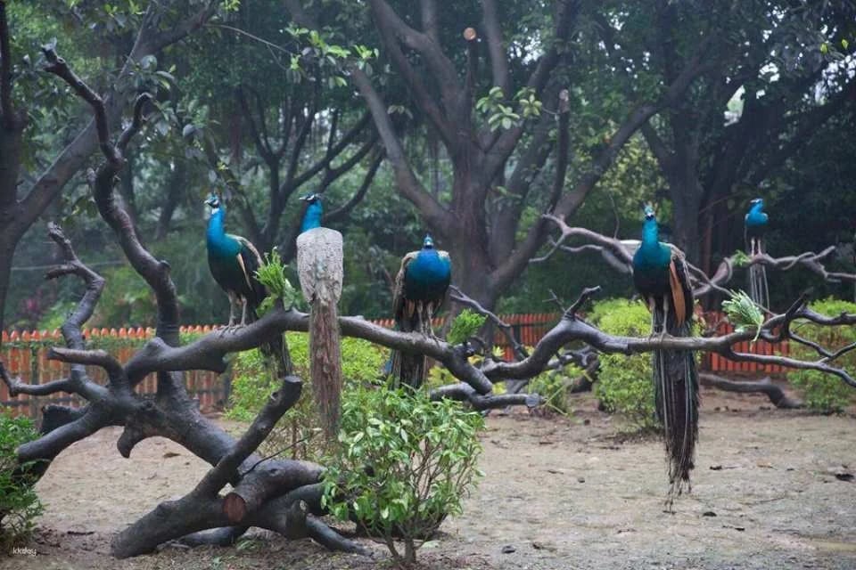 Guangzhou Chimelong Bird Park Tickets | Exclusive Offer: Free AIRSIM Global Data Card