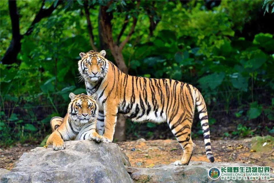 Guangzhou Chimelong Safari Park Ticket | Exclusive Offer with FREE AIRSIM Global Data SIM Card