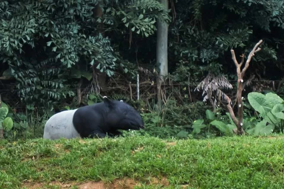 Guangzhou Chimelong Safari Park Ticket | Exclusive Offer with FREE AIRSIM Global Data SIM Card