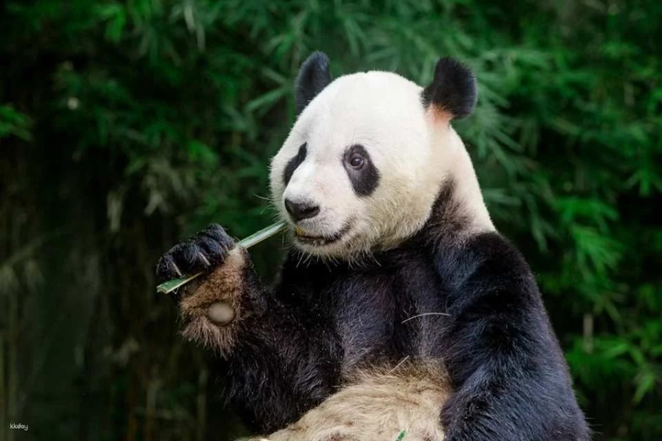 Guangzhou Chimelong Safari Park Ticket | Exclusive Offer with FREE AIRSIM Global Data SIM Card