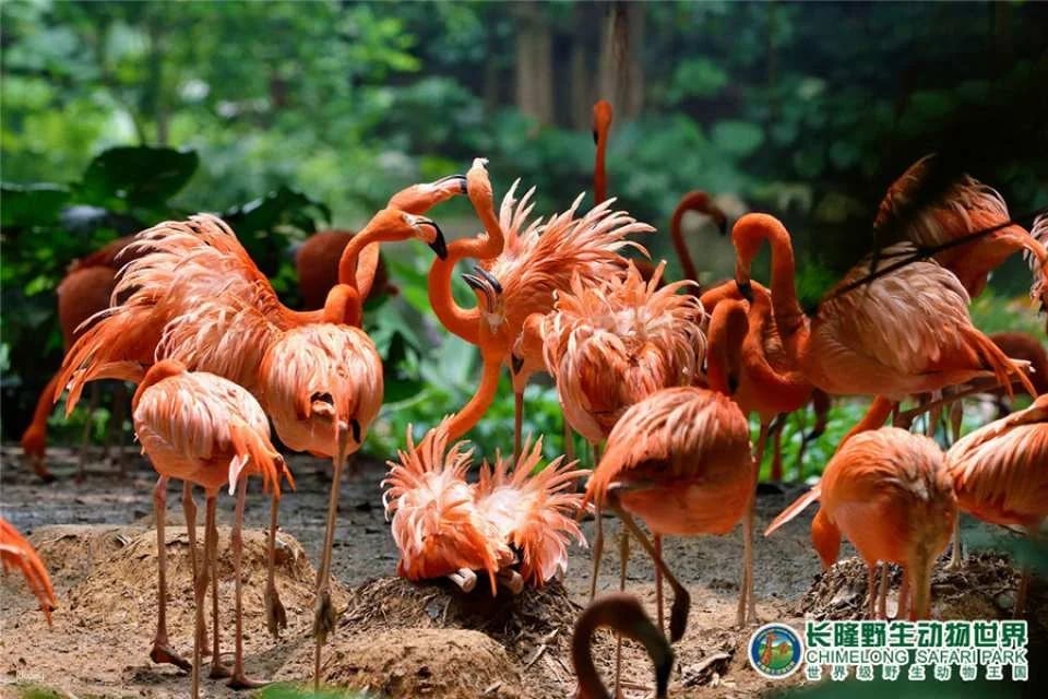 Guangzhou Chimelong Safari Park Ticket | Exclusive Offer with FREE AIRSIM Global Data SIM Card